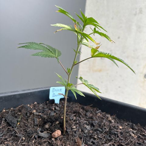 Bruce Banner growlog photo: Bisschen braun, treibt aber schöne neue nach🤩