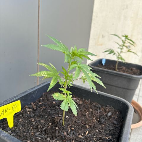 Ak 47 growlog timeline photo