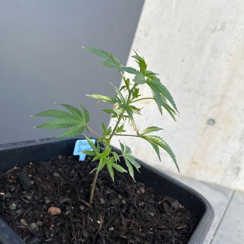 Bruce Banner growlog timeline photo
