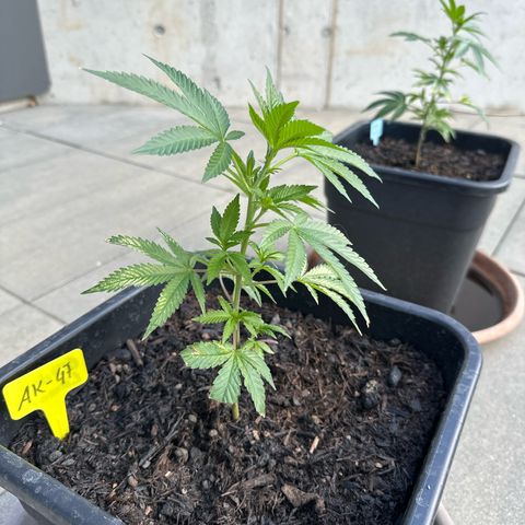 Ak 47 growlog timeline photo