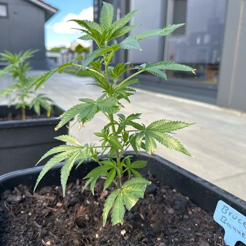 Bruce Banner growlog timeline photo