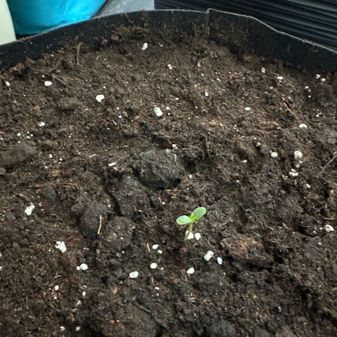 Mango Smile #lenibert growlog timeline photo