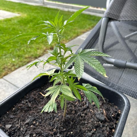 Bruce Banner growlog timeline photo