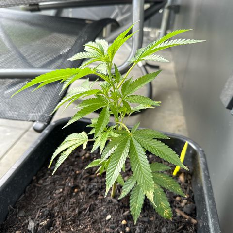 Ak 47 growlog timeline photo