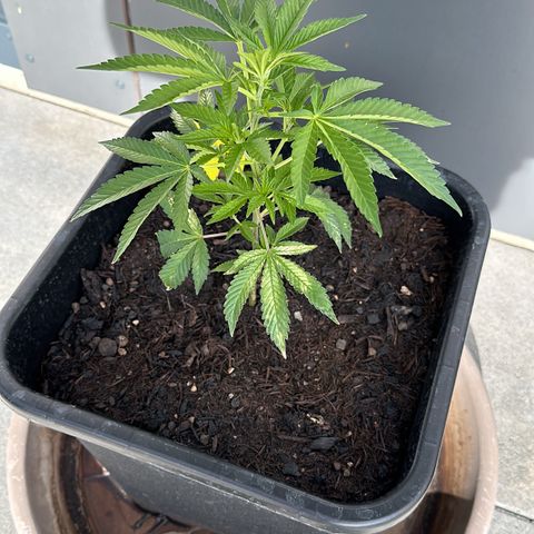 Ak 47 growlog timeline photo