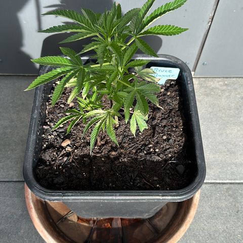 Bruce Banner growlog timeline photo
