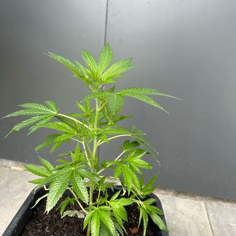 Bruce Banner growlog timeline photo
