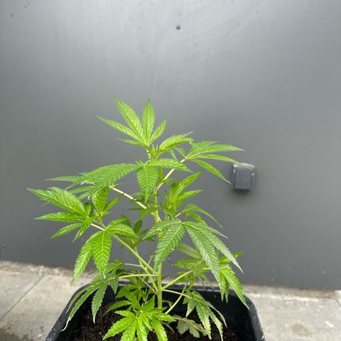 Ak 47 growlog timeline photo