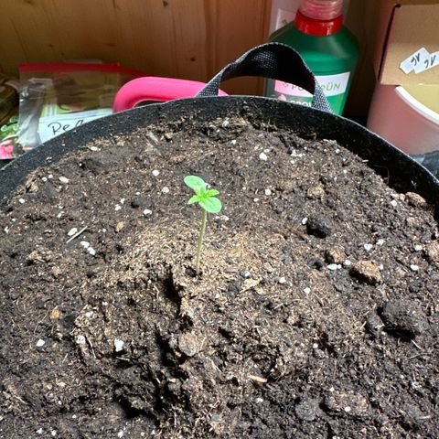 Mango Smile #lenibert growlog timeline photo
