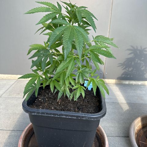 Bruce Banner growlog timeline photo