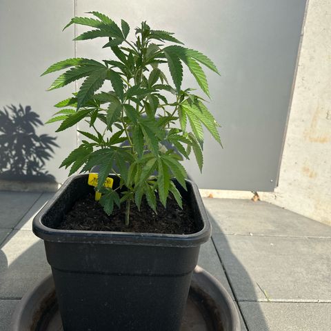 Ak 47 growlog timeline photo