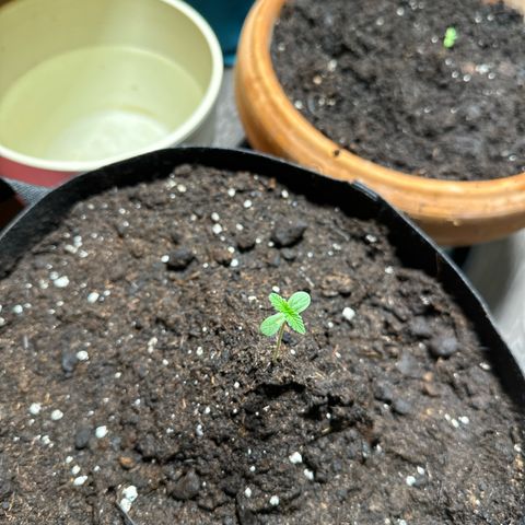 Mango Smile #lenibert growlog timeline photo