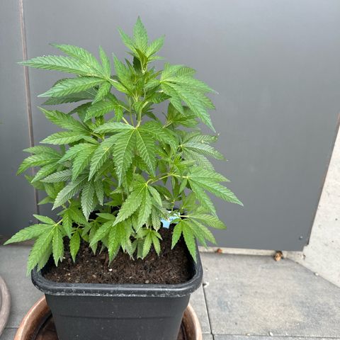 Bruce Banner growlog timeline photo