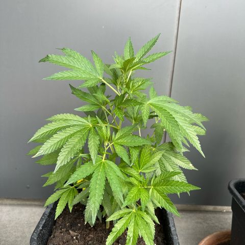 Ak 47 growlog timeline photo