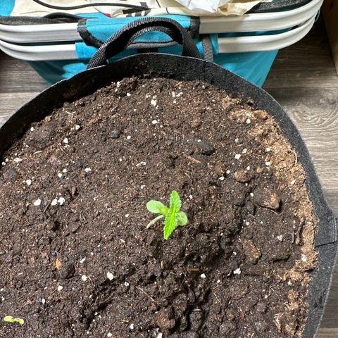 Mango Smile #lenibert growlog timeline photo