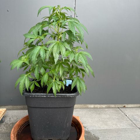 Bruce Banner growlog timeline photo
