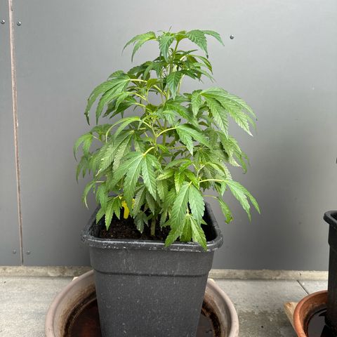 Ak 47 growlog timeline photo