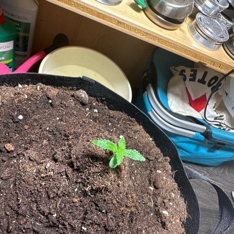 Mango Smile #lenibert growlog timeline photo