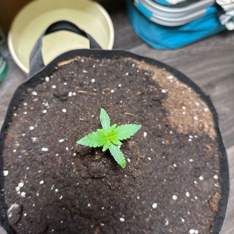 Mango Smile #lenibert growlog photo: Läuft 🥰😉