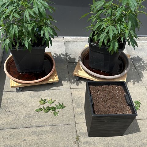 Ak 47 growlog timeline photo