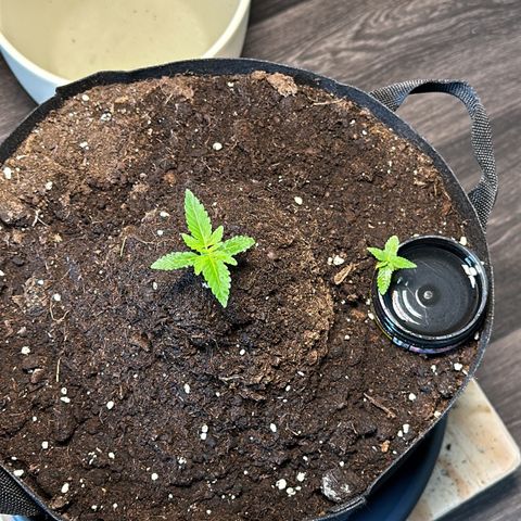 Mango Smile #lenibert growlog timeline photo
