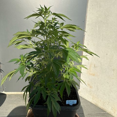 Bruce Banner growlog timeline photo