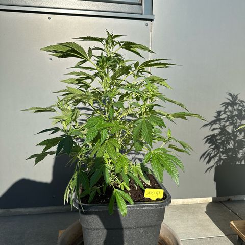 Ak 47 growlog timeline photo