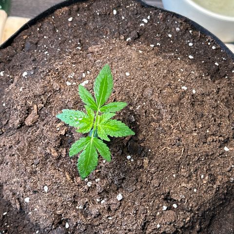 Mango Smile #lenibert growlog timeline photo