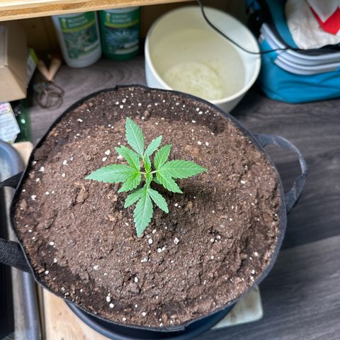 Mango Smile #lenibert growlog timeline photo