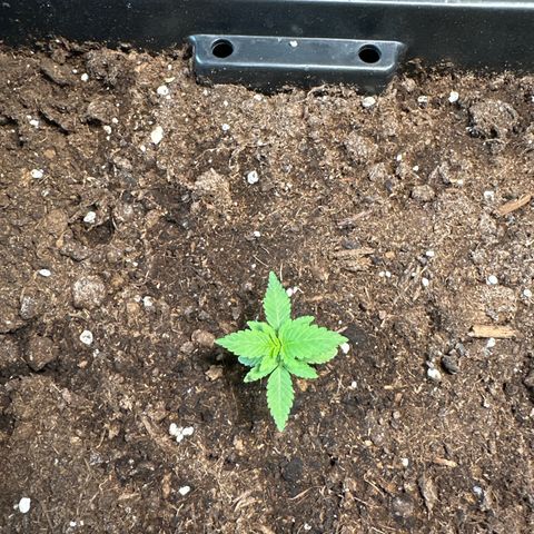 MR X  growlog timeline photo