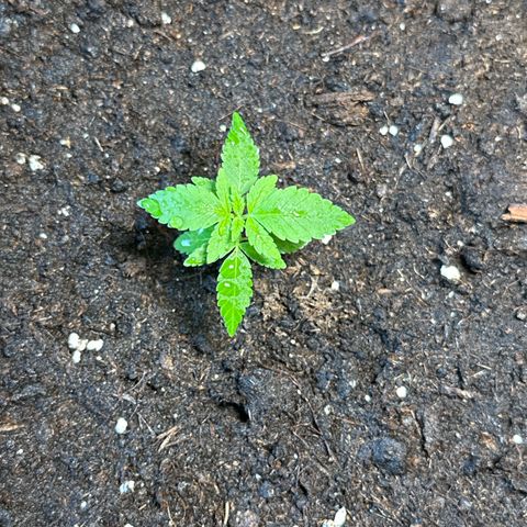 MR X  growlog timeline photo