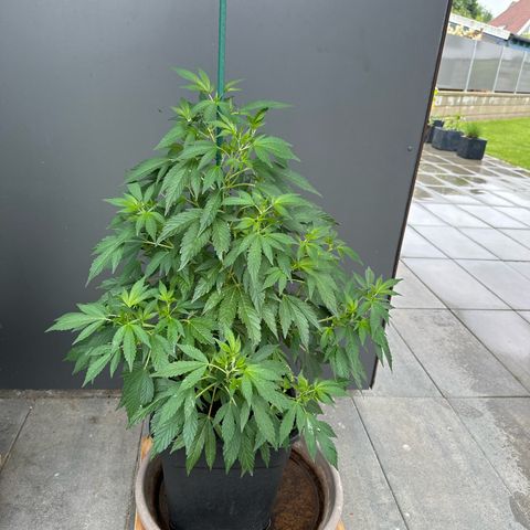 Ak 47 growlog timeline photo