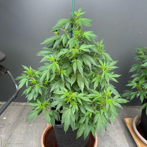 Bruce Banner growlog timeline photo