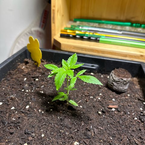 MR X  growlog timeline photo