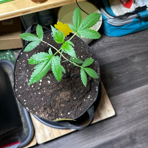 Mango Smile #lenibert growlog timeline photo