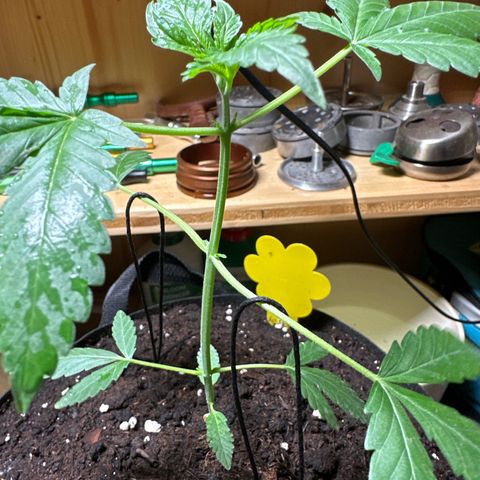 Mango Smile #lenibert growlog timeline photo