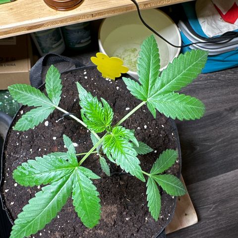 Mango Smile #lenibert growlog timeline photo