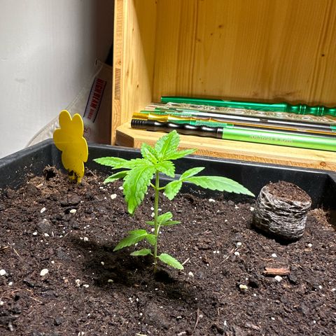 MR X  growlog timeline photo