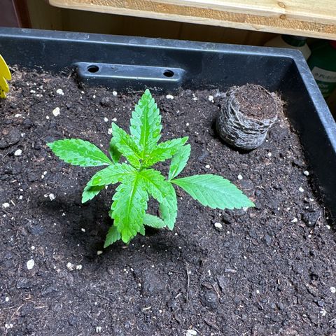 MR X  growlog timeline photo