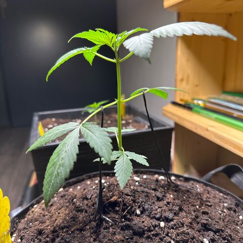 Mango Smile #lenibert growlog timeline photo