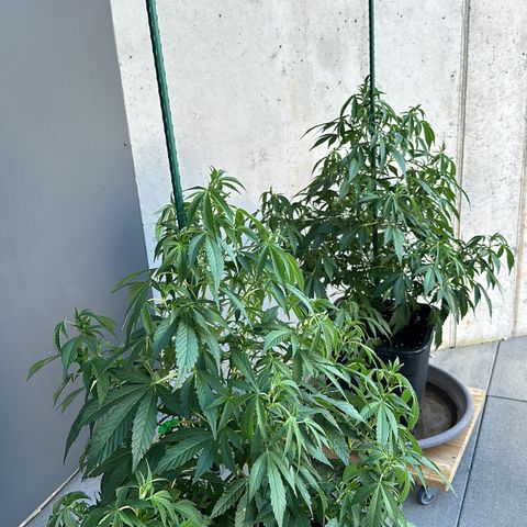 Bruce Banner growlog timeline photo