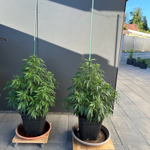 Ak 47 growlog timeline photo