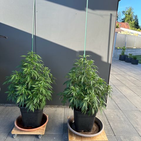 Bruce Banner growlog timeline photo