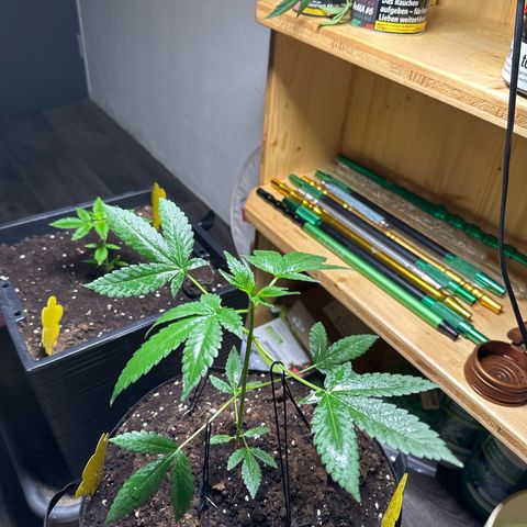 Mango Smile #lenibert growlog timeline photo