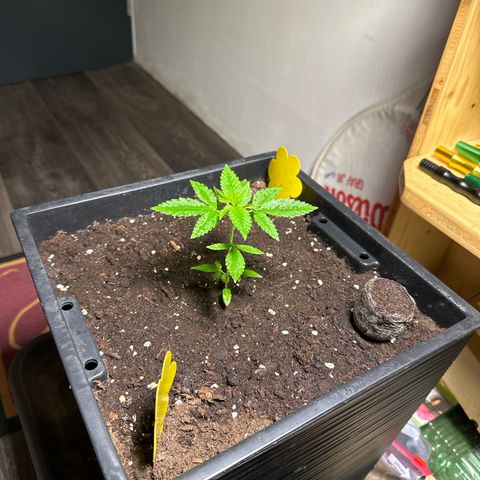 MR X  growlog timeline photo