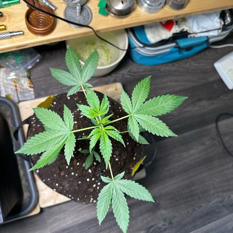 Mango Smile #lenibert growlog timeline photo