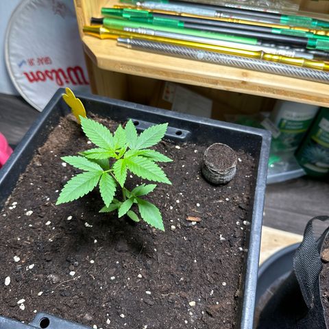 MR X  growlog timeline photo