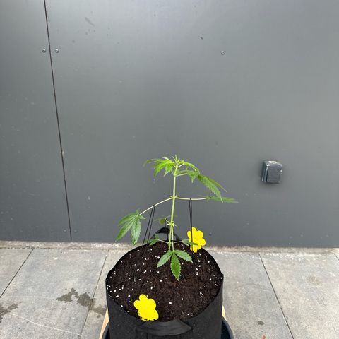 Mango Smile #lenibert growlog timeline photo