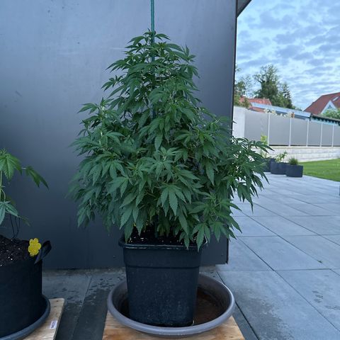 Ak 47 growlog timeline photo
