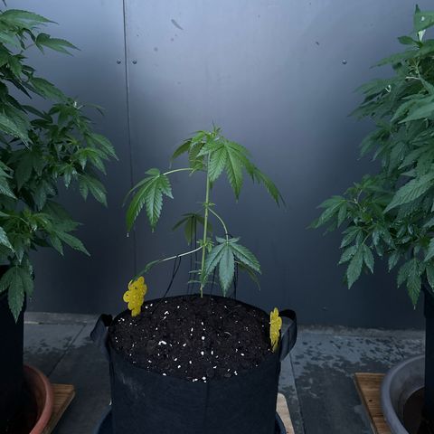 Mango Smile #lenibert growlog timeline photo